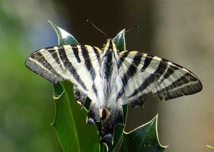 Mariposa rayada