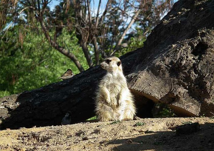 Suricata pensativo